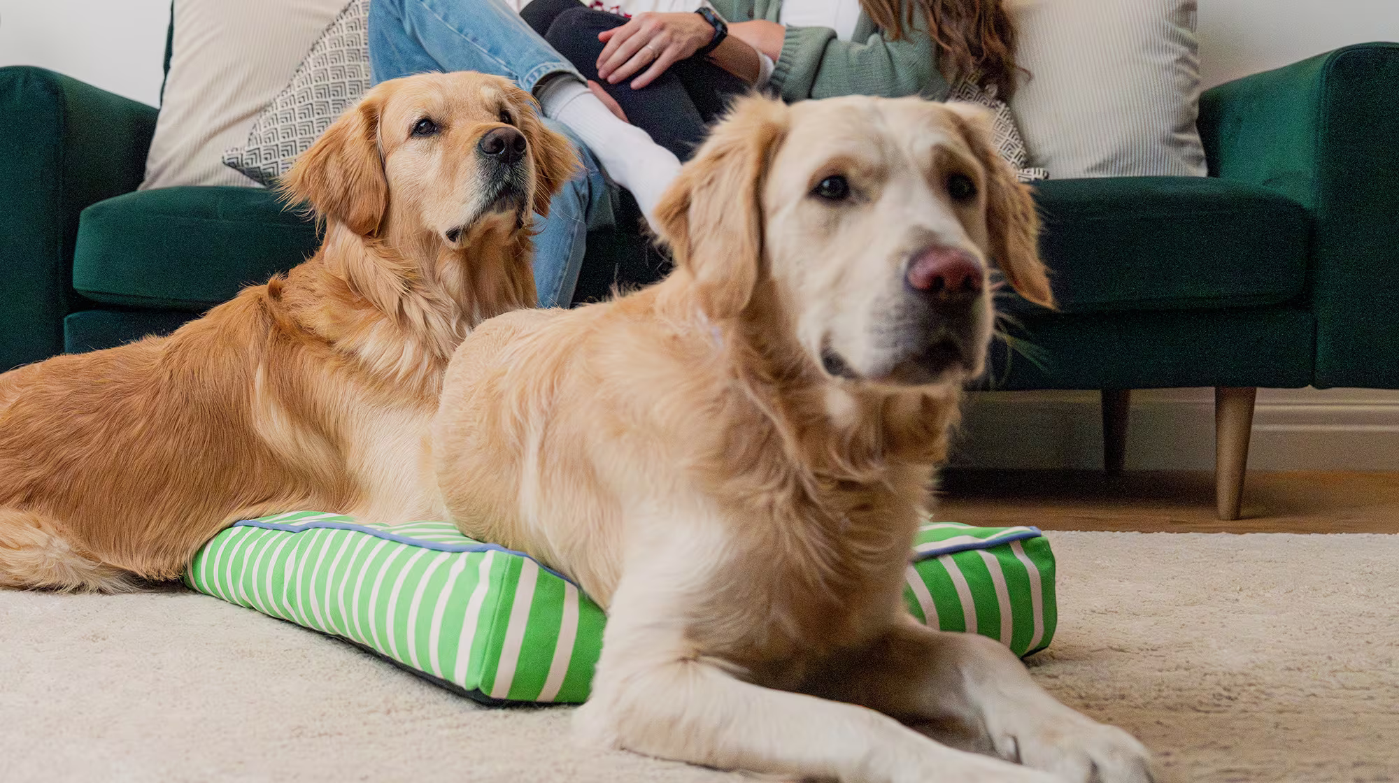 BLOG GUT HEALTH DOGS LAYING BED