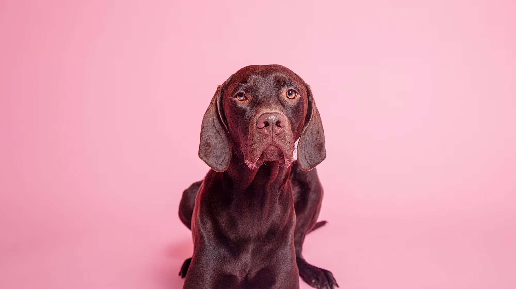 Phantom pregnancy in dogs:  Symptoms and causes-Image 1