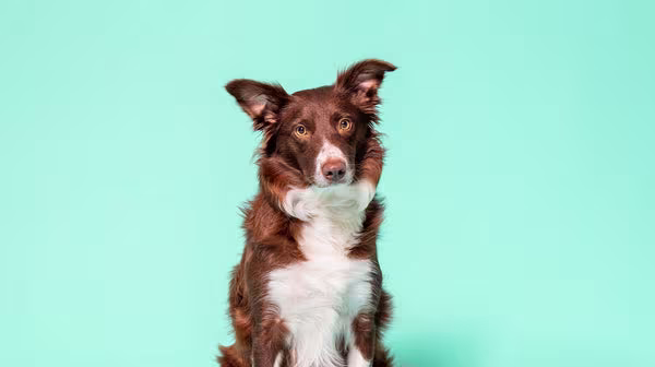 How to cope with losing your dog-Image 1
