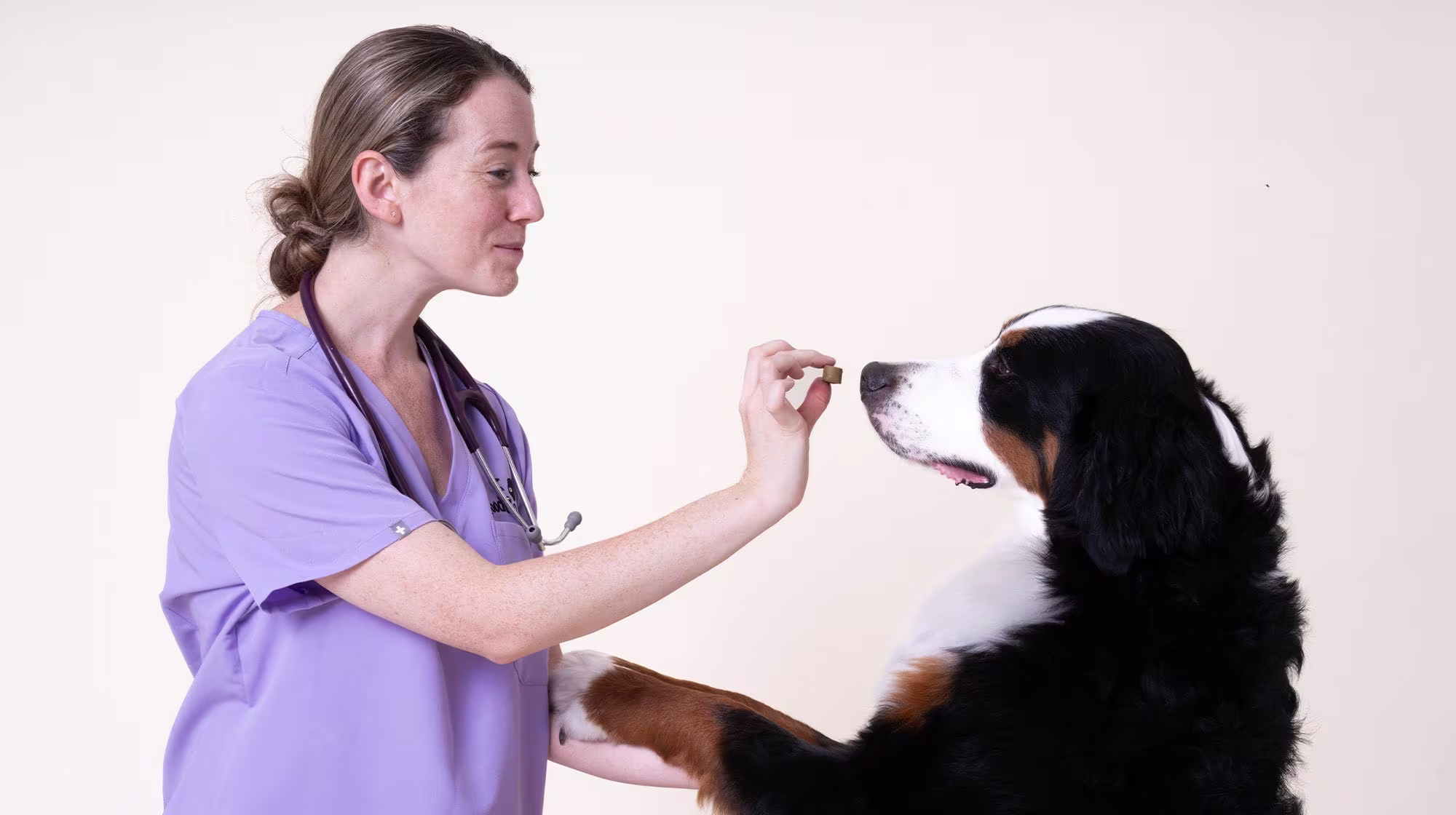How dogs and mental wellbeing are linked-Image 1