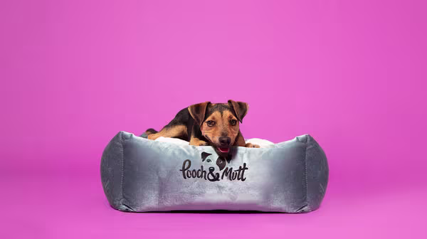 How to keep your dog warm in the winter-Image 1