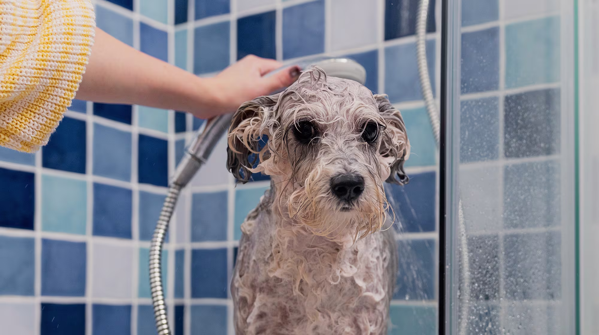 BLOG SHOWER