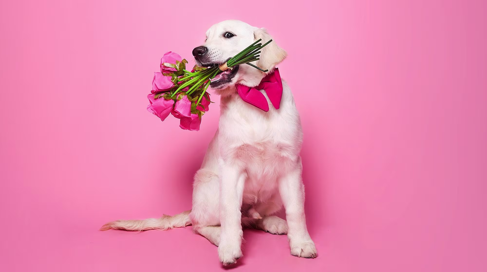Signs your dog loves you-Image 2