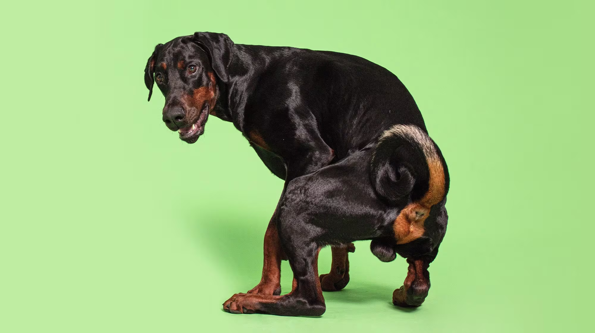 Urinary health in dogs:  Everything you need to know-Image 2