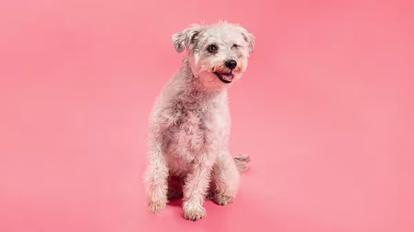  A cream coloured curly haired dog against a pink background