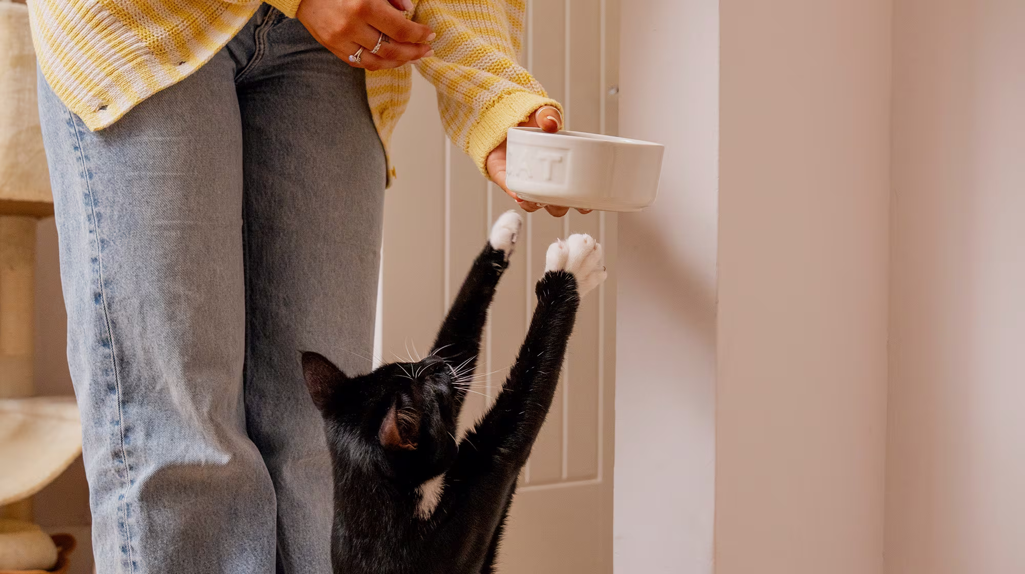 BLOG WHY IS MY CAT ALWAYS HUNGRY BODY IMAGE 1