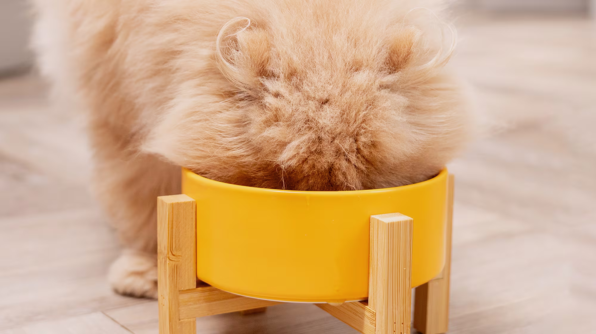 BLOG WHY IS MY CAT DRINKING SO MUCH WATER HEADER