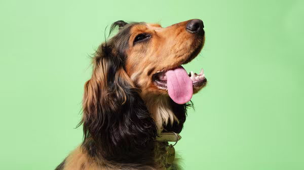 Are Christmas trees poisonous to dogs?-Image 2