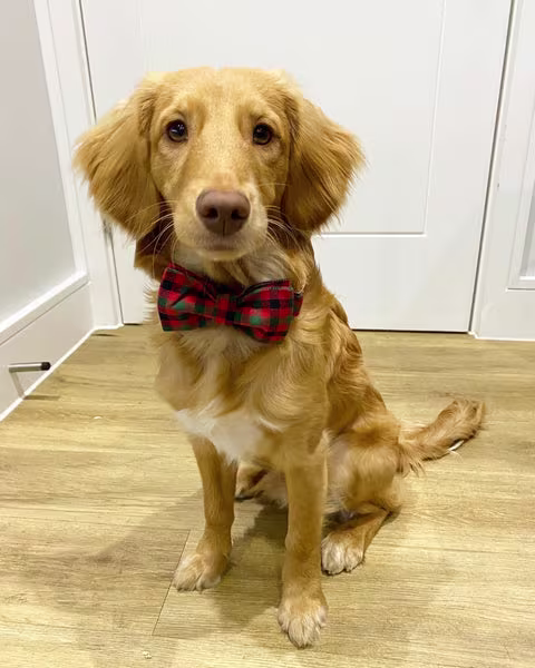 Meet the Pooch & Mutt VIP’s (Very Important Pooches)-Image 1