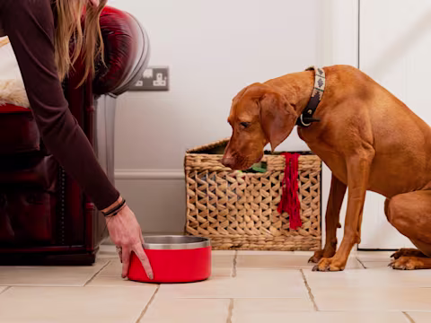 An auburn Pointer sits on the floor as their owner pushes a red bowl towards them.