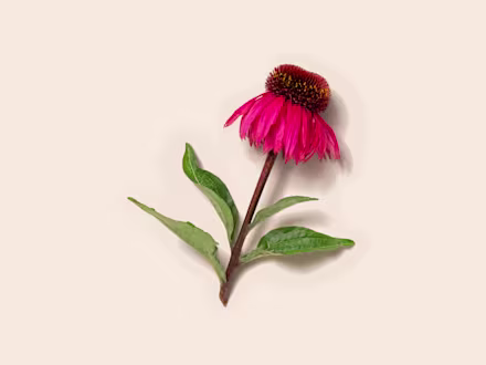 Echinacea 
