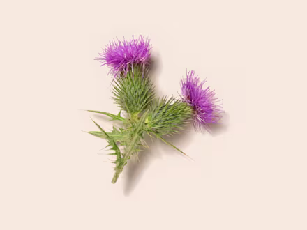 Milk Thistle Seeds