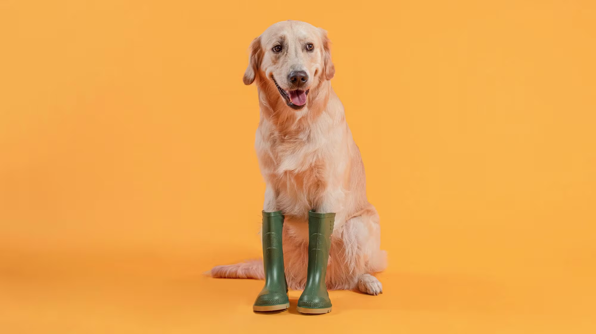 labrador wearing wellies
