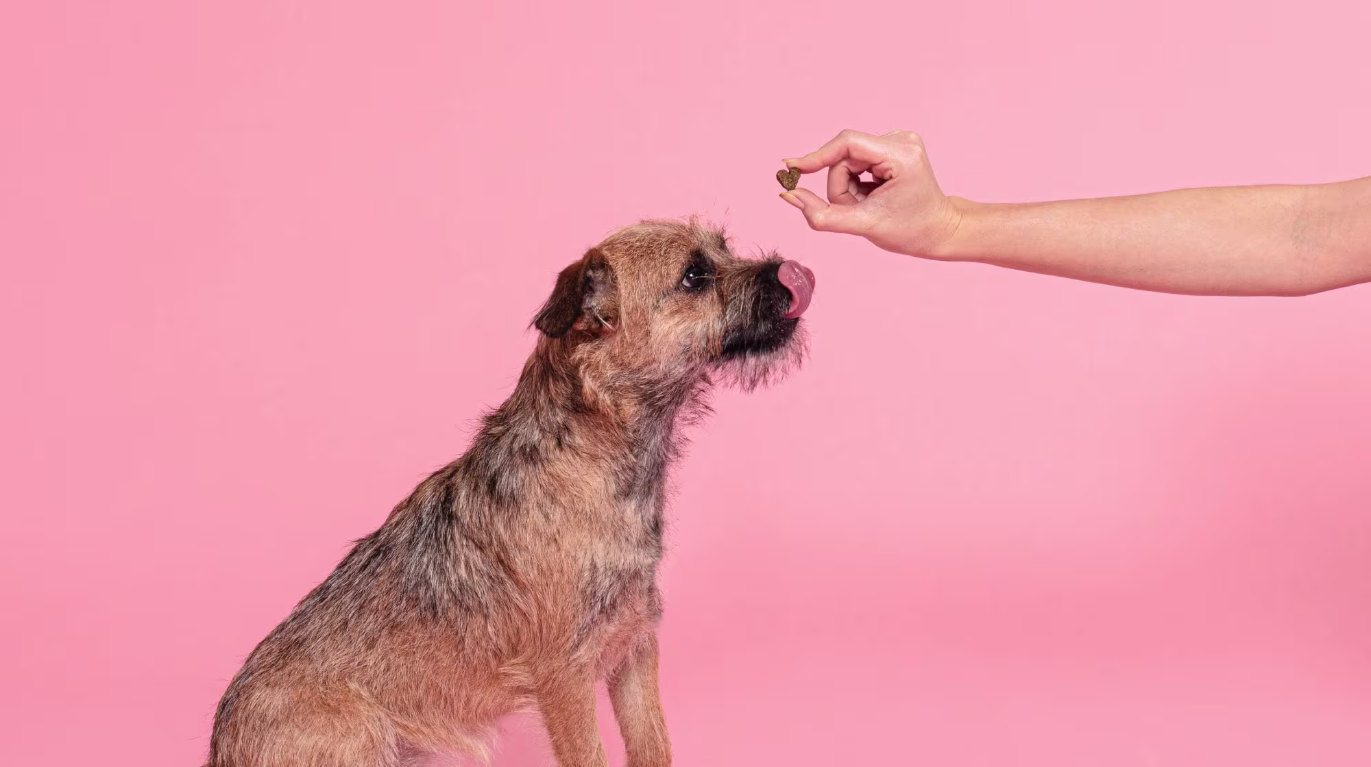 A golden-coloured Patterdale Terrier dog, sitting for a treat, against a pale pink backdrop