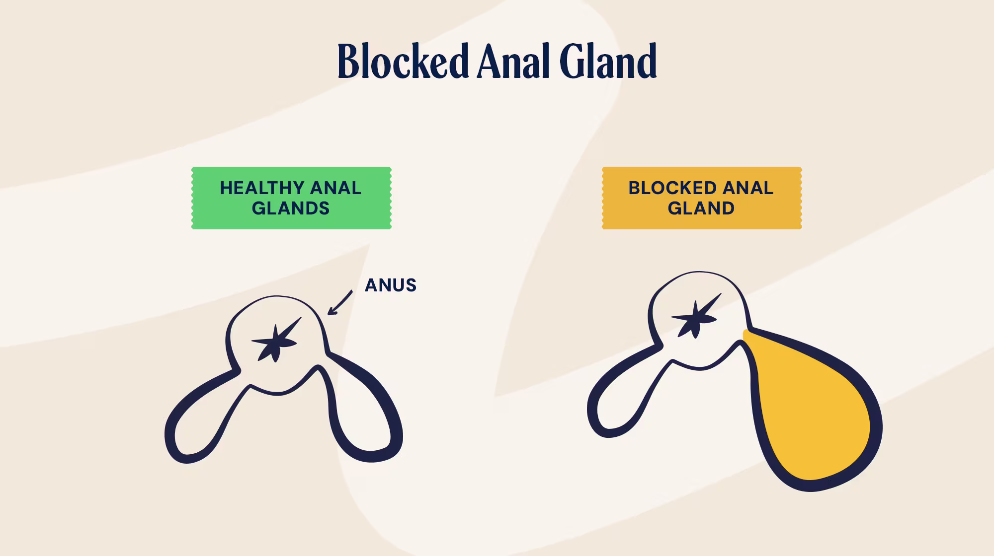 P&M BLOG INFOGRAPHIC BLOCKED ANAL GLAND 2