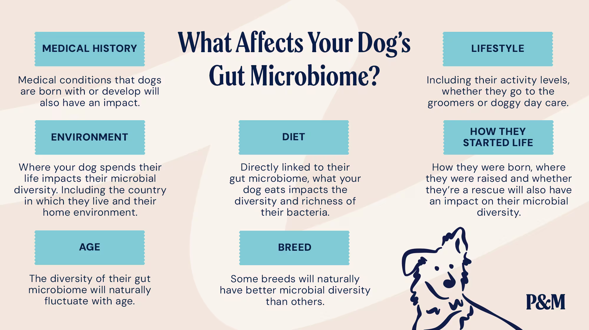 P&M BLOG INFOGRAPHIC WHAT IMPACTS DIVERSITY IN DOGS GUT MICROBIOME.psd