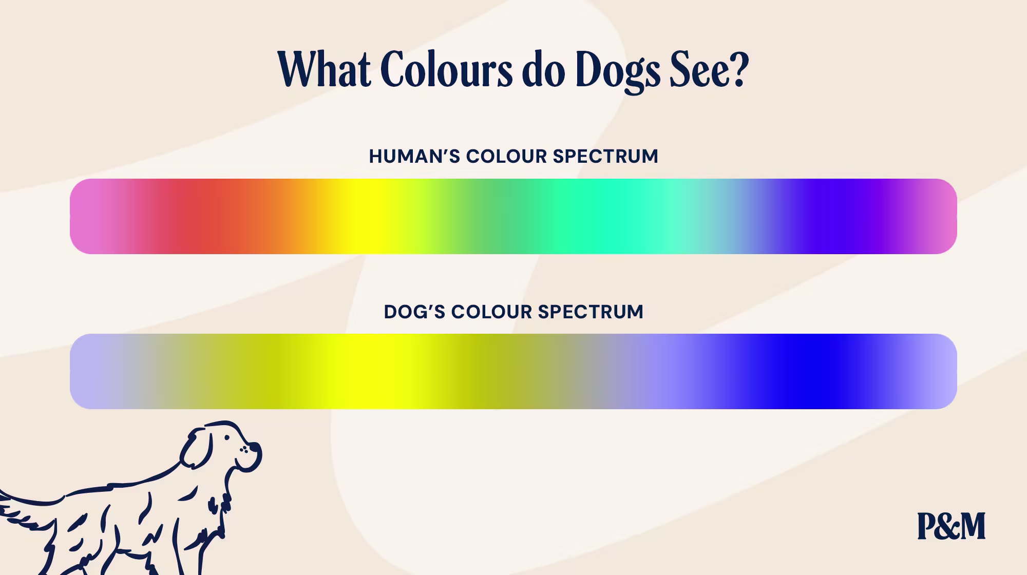 P&M BLOG WHAT COLOURS DO DOGS SEE INFOGRAPHIC 2