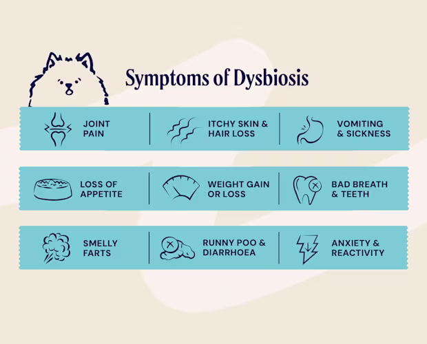P-26M WEB GUT HEALTH PDP SYMPTOMS OF DYSBIOSIS