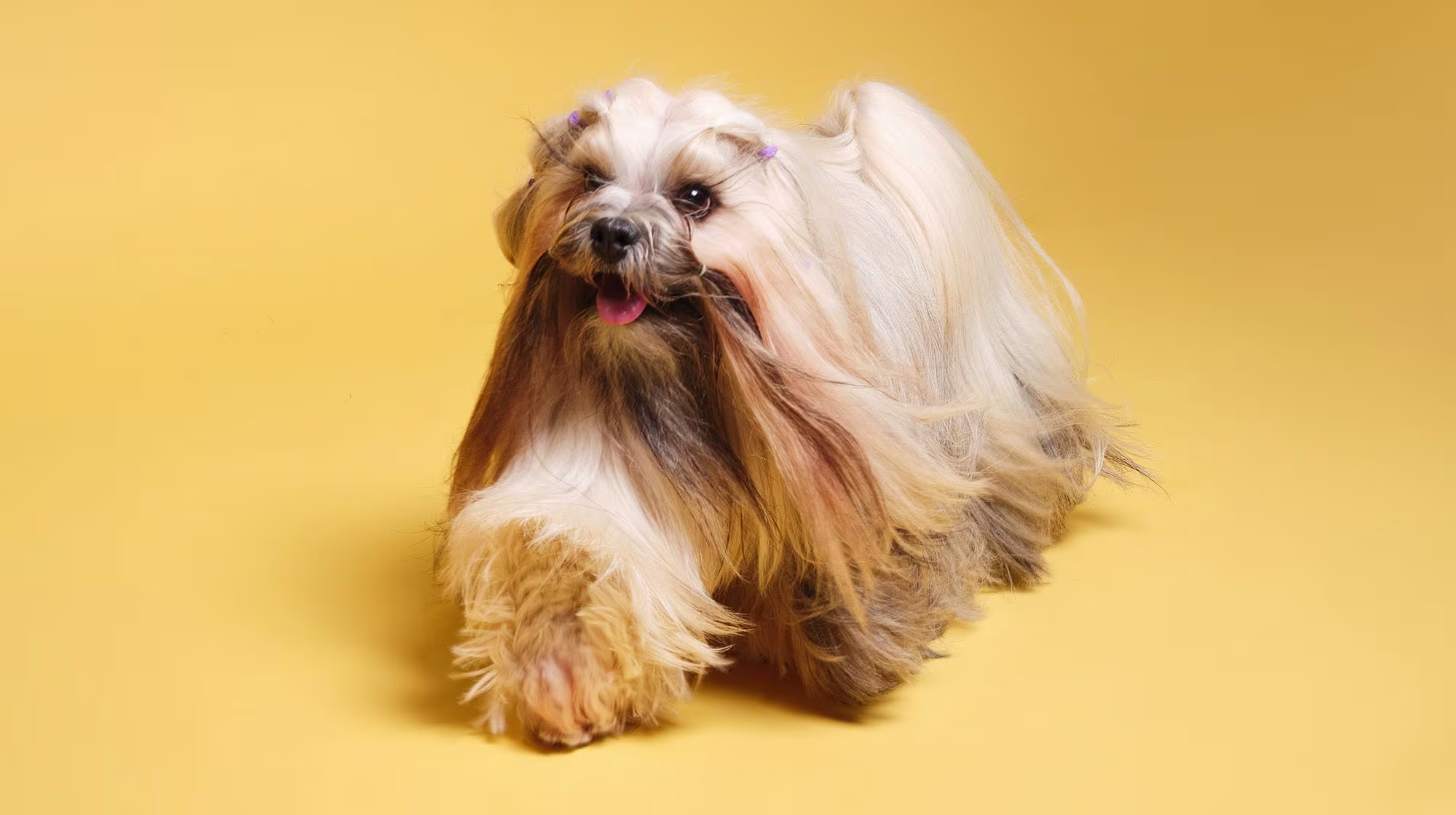 Why do dogs pant?-Image 1