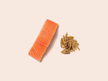 Salmon & Insect