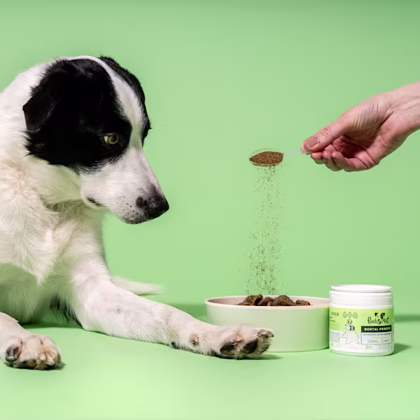 Dental Powder For Dogs Clearance