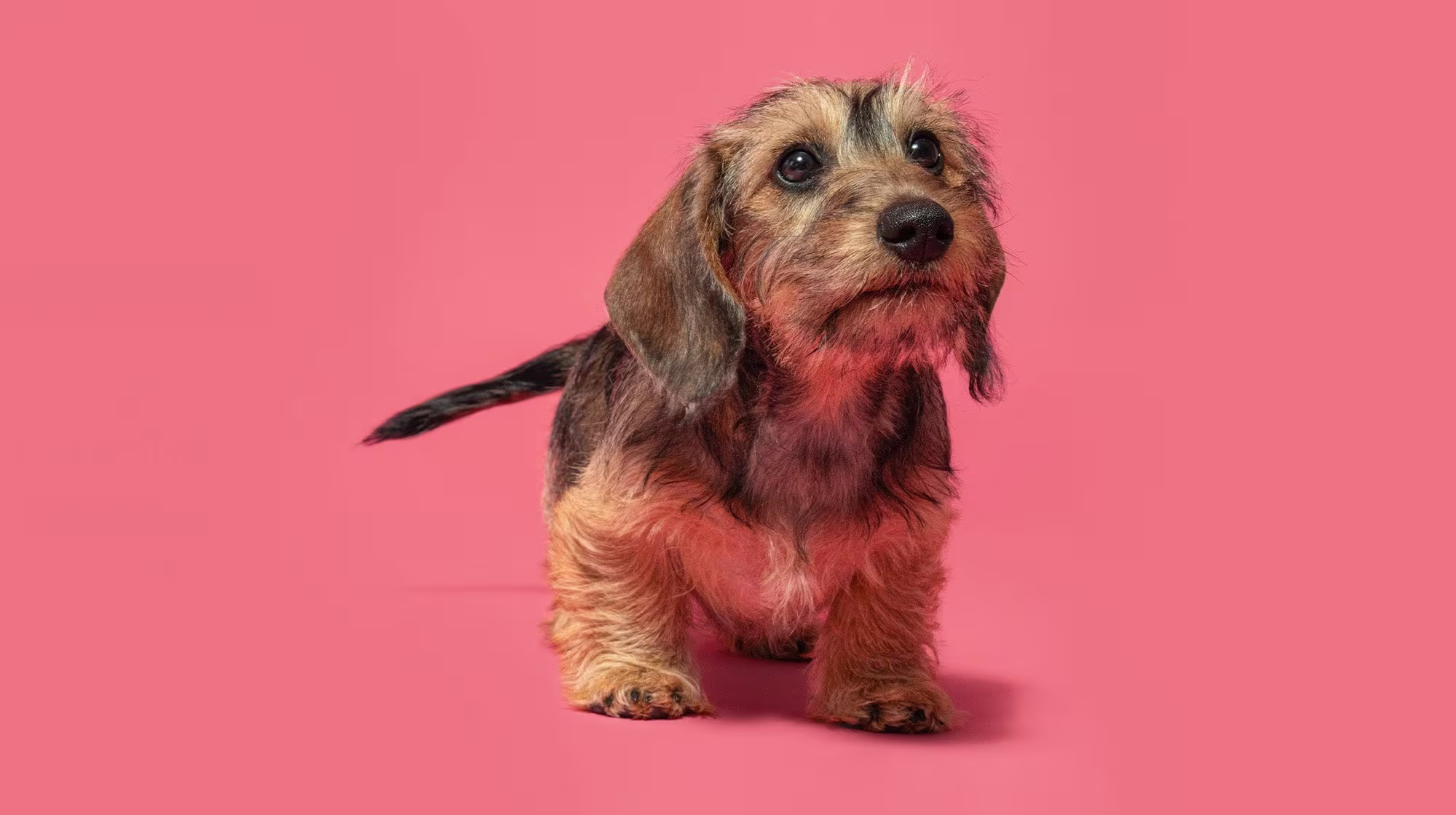 Can dogs eat Dates?-Image 1