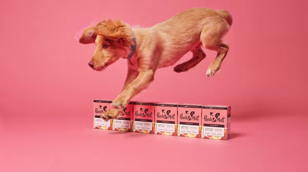 Dog’s anal glands: Common problems & treatment-Image 3