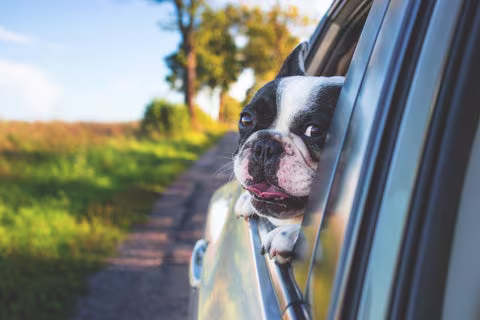 Tips for leaving your dog behind when you go on holiday-Image 1