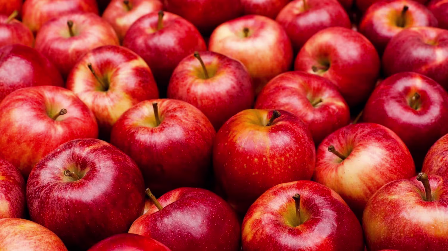 What human food can dogs eat & what foods are toxic?-Image 7