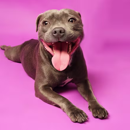 Staffordshire Bull Terrier