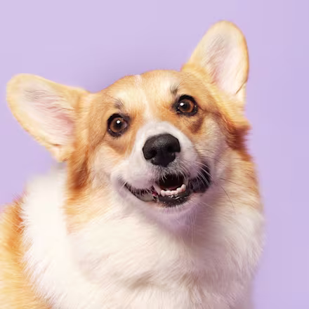Corgi