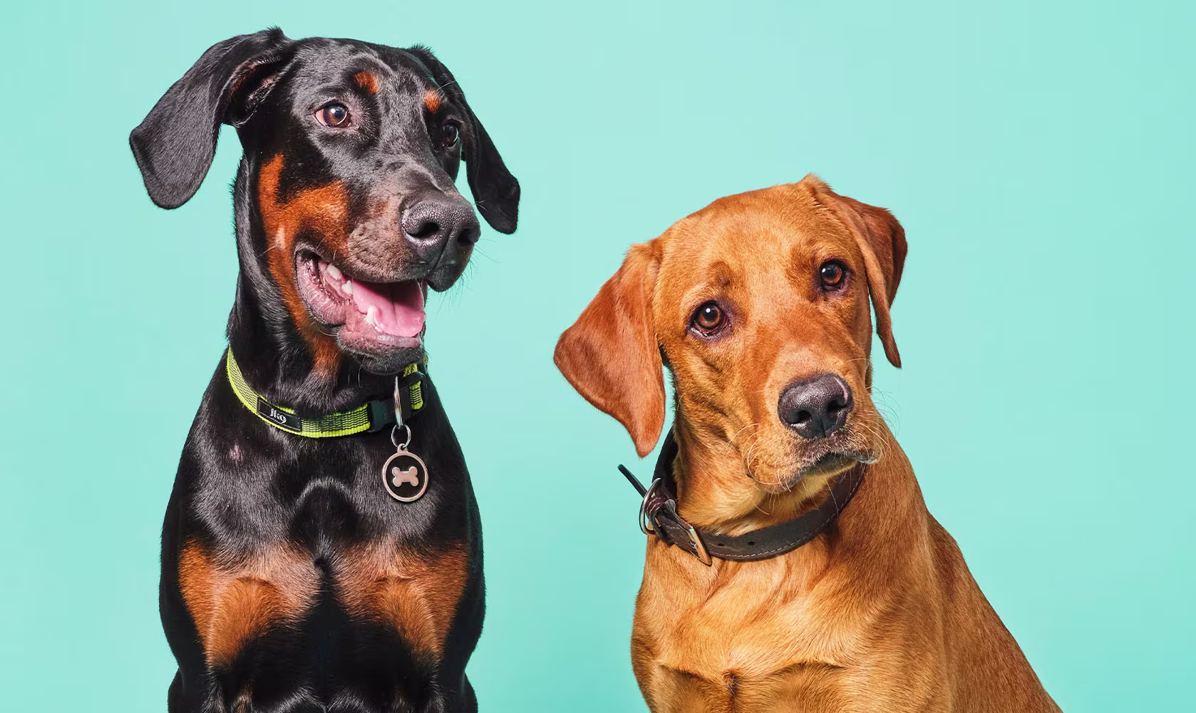 Does cold weather affect dog's joints?-Image 1