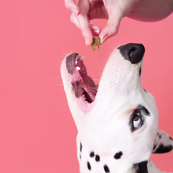 Dental Probiotic Meaty Treats Gift