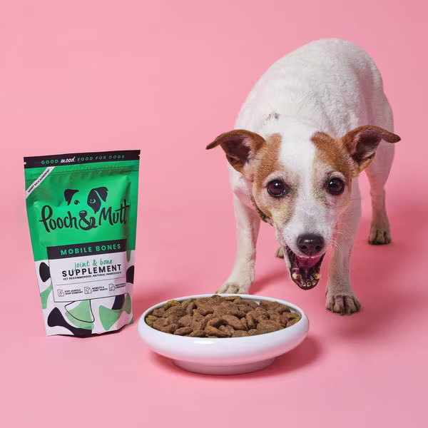 3 key nutrients your active dog needs in their diet-Image 3