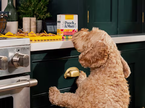 A Cockapoo tries to reach a pack of Pooch & Mutt Chicken & Beef Wet Food on the kitchen counter.