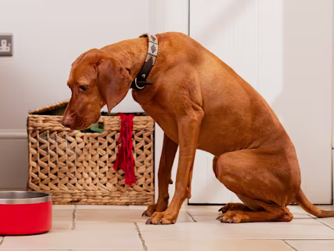 An auburn dog sits waiting patiently as a hand pushes an orange food bowl towards them.