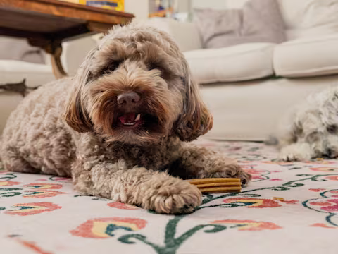 A brown fluffy dog is laying on the floor with a Pooch & Mutt Dental Stick. Behind them there's a white dog also with a dental stick.
