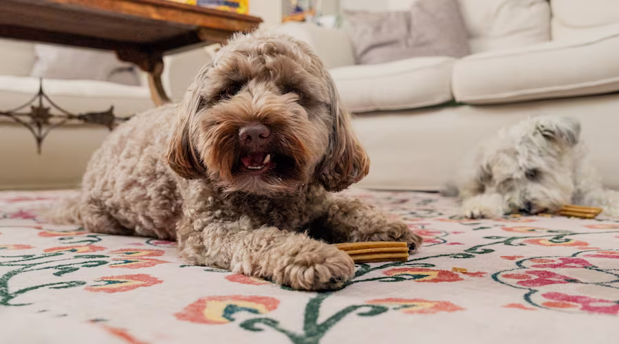 A brown fluffy dog is laying on the floor with a Pooch & Mutt Dental Stick. Behind them there's a white dog also with a dental stick.