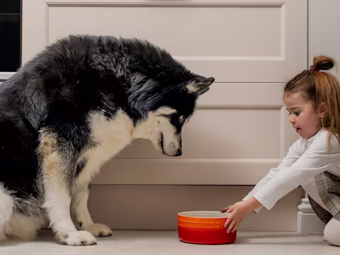 A little girl pushing an orange dog food bowl towards a big, Siberian Husky. 