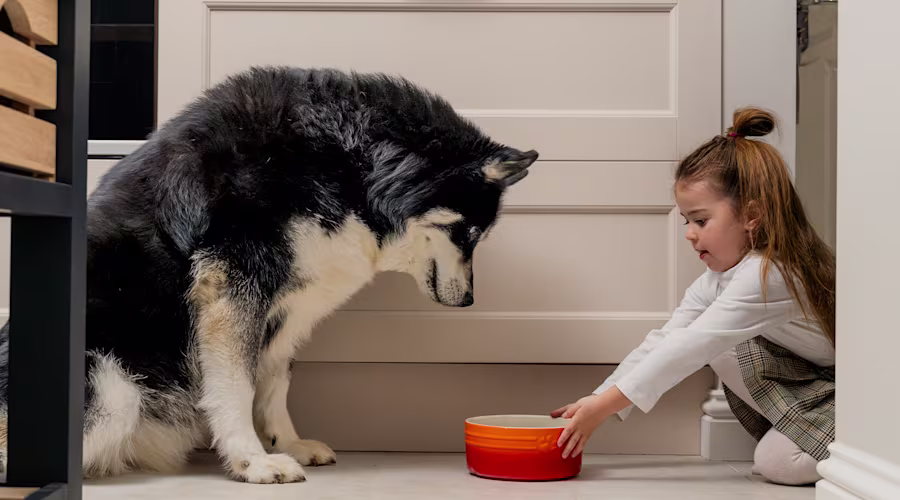 A little girl pushing a orange dog bowl towards a fluffy Siberian husky.