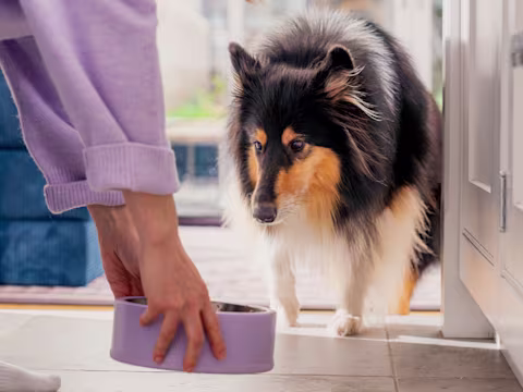 A fluffy dog coming towards a purple dog food bowl, being placed on the floor by their owner.