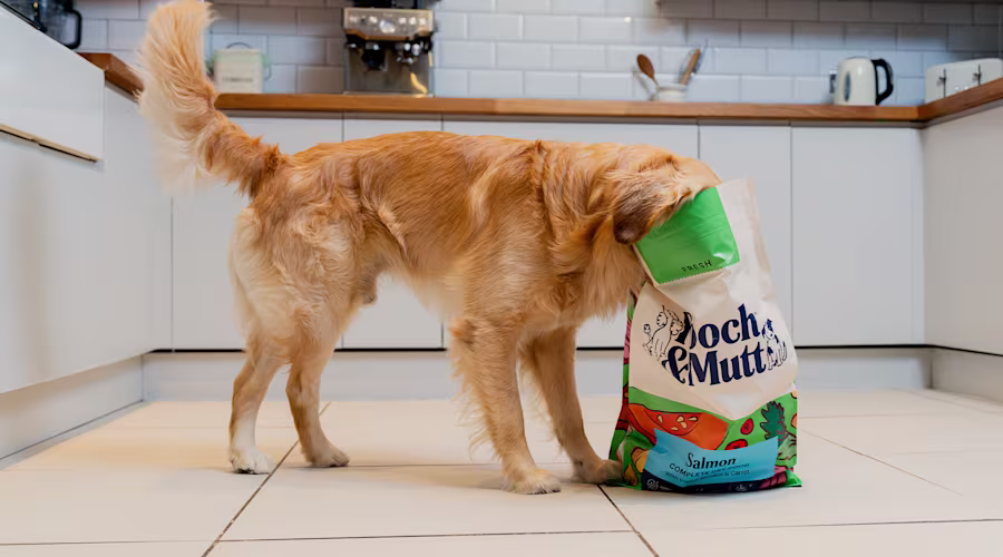 A Golden Retriever in a kitchen with their head in a bag of Pooch & Mutt's Fresh Salmon Dry Food.