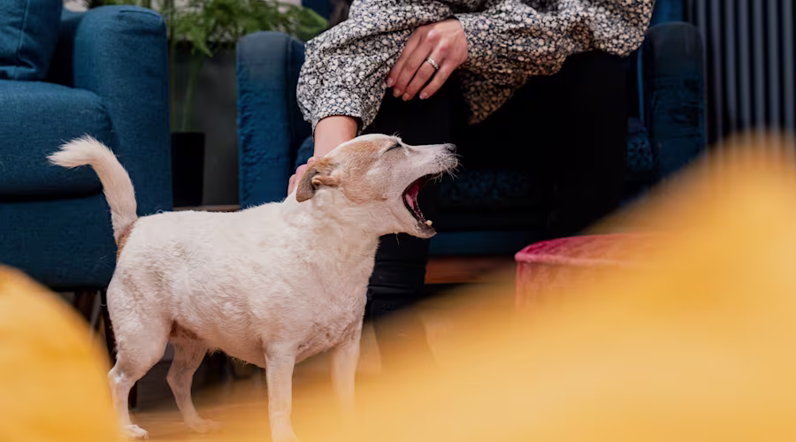 A small dog mid yawn whilst being stroked by their owner.