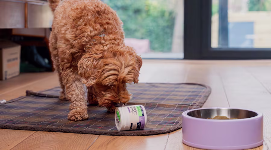 A Cockapoo sniffs a tub of Pooch & Mutt's Dental Powder next to a purple dog food bowl.