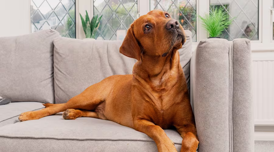 An auburn dog sits on a sofa, looking off into the distance.