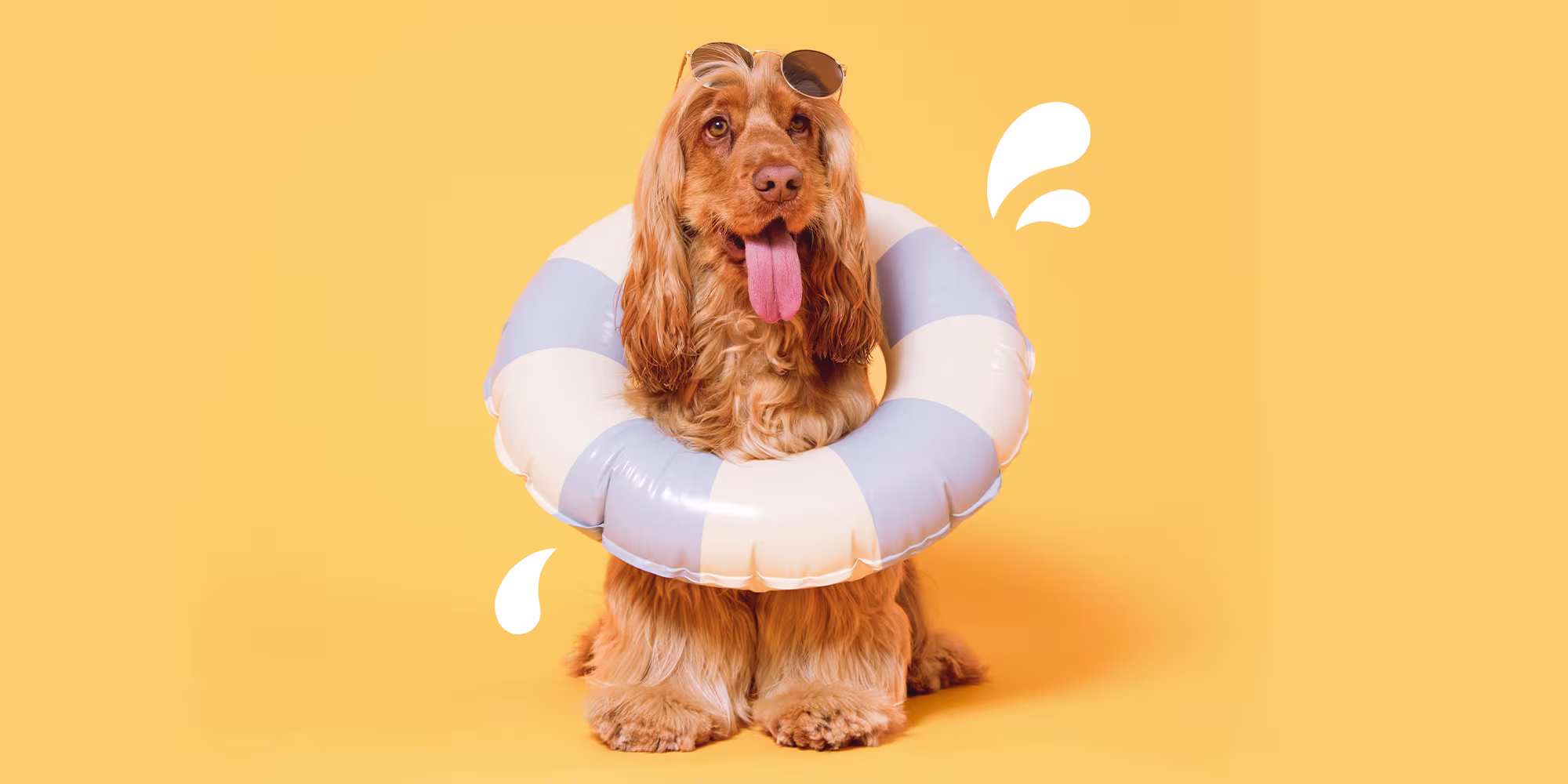 Why won’t my dog drink water?-Image 3