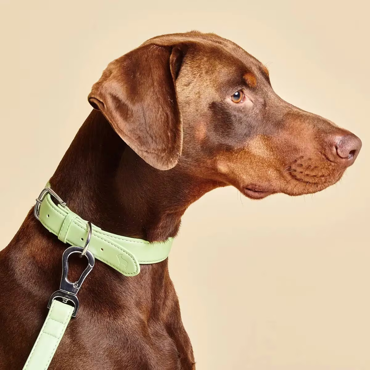 dog wearing a green collar with lead attached